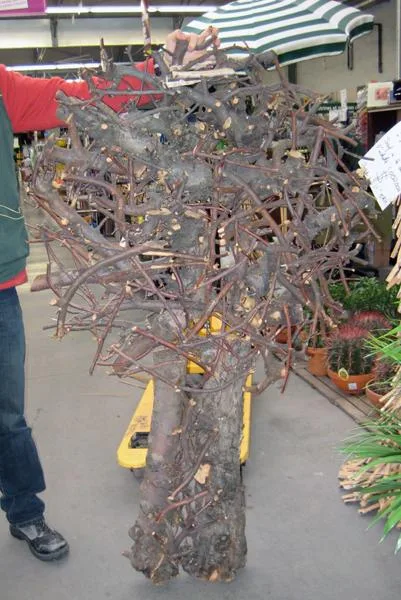 Albero di Natale in legno e Melo — foto 2 dell'alert 1551/08