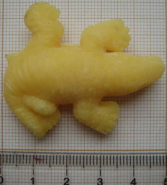 Giochi in espansione «Dinosaur Egg, Chelonian Egg» (Unknown)