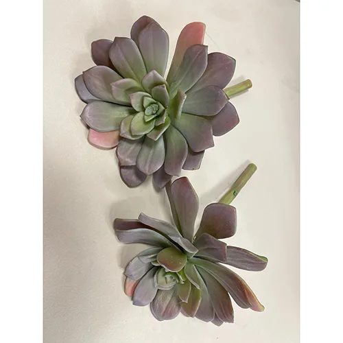Fiore decorativo «Echeveria Succulent»