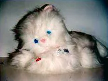 Giocattoli