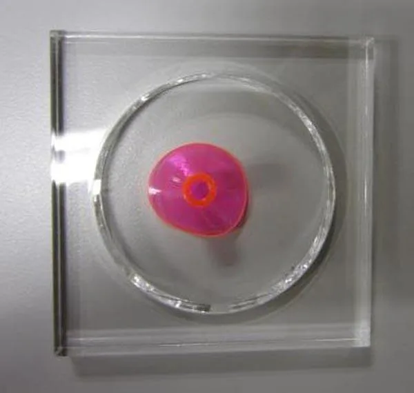 Pistola giocattolo (Inteibi)
