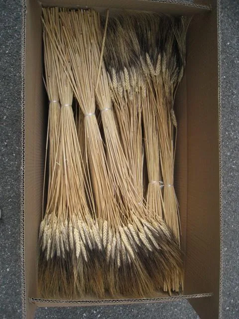 Spighe di grano "Triticum — black wisp- natural" — foto 2 dell'alert 0700/11